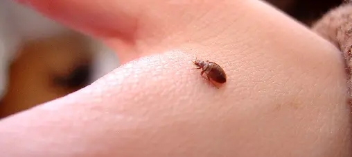 How to get rid of bed bugs permanently