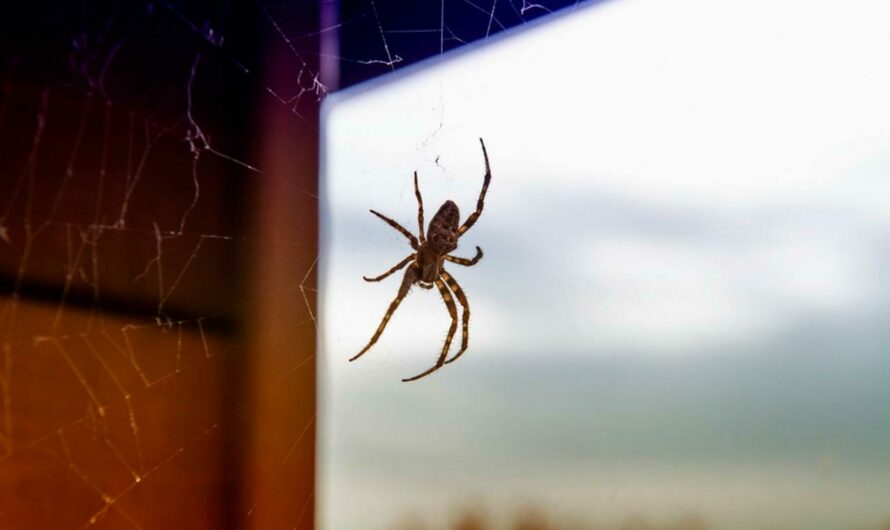 How Do I Keep Spiders Out of My Home?