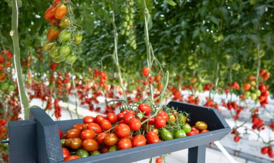 Tomato Farming Tips In India: History And Its Types