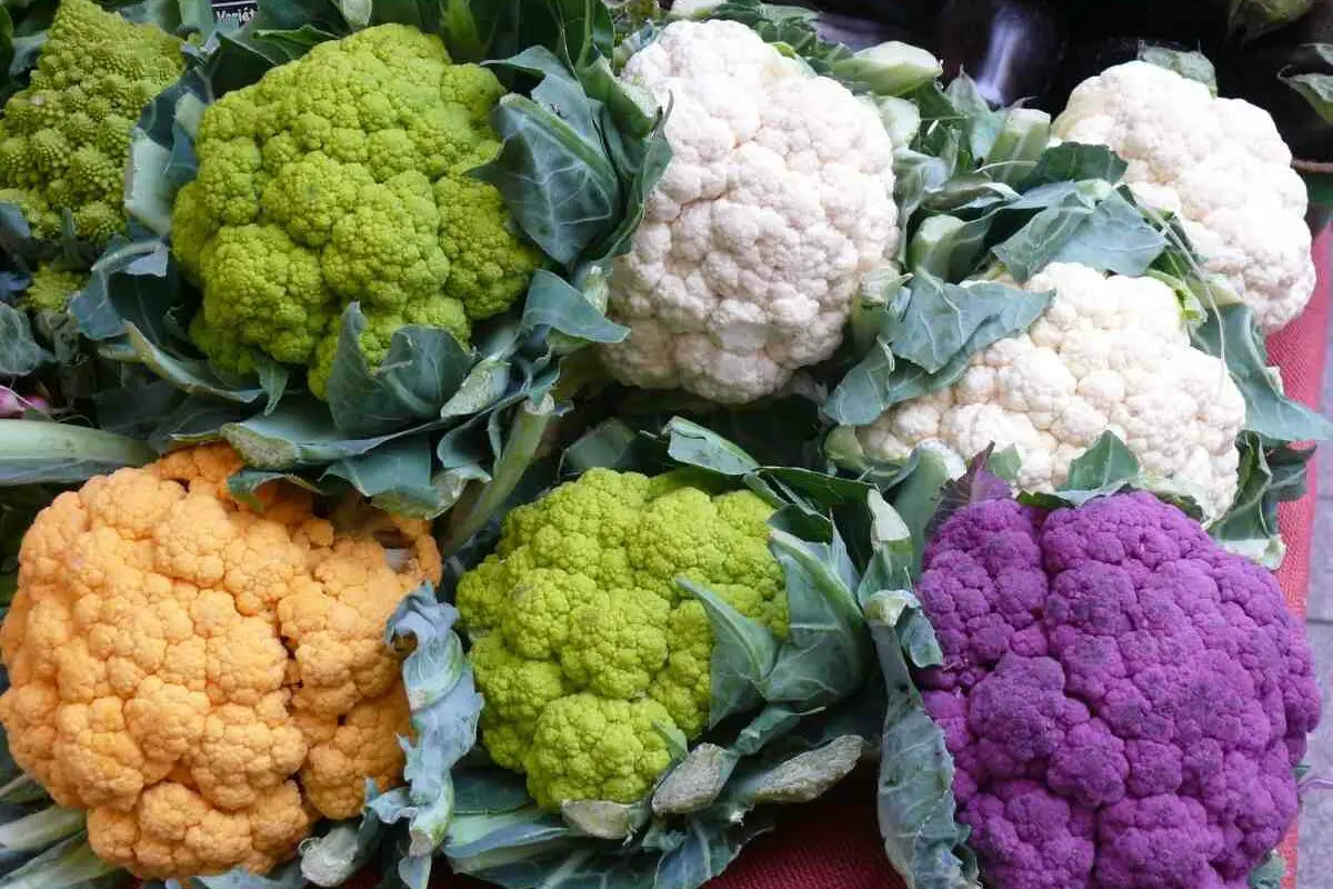 A Comprehensive Guide to Cauliflower Farming Cultivating a Wholesome Harvest