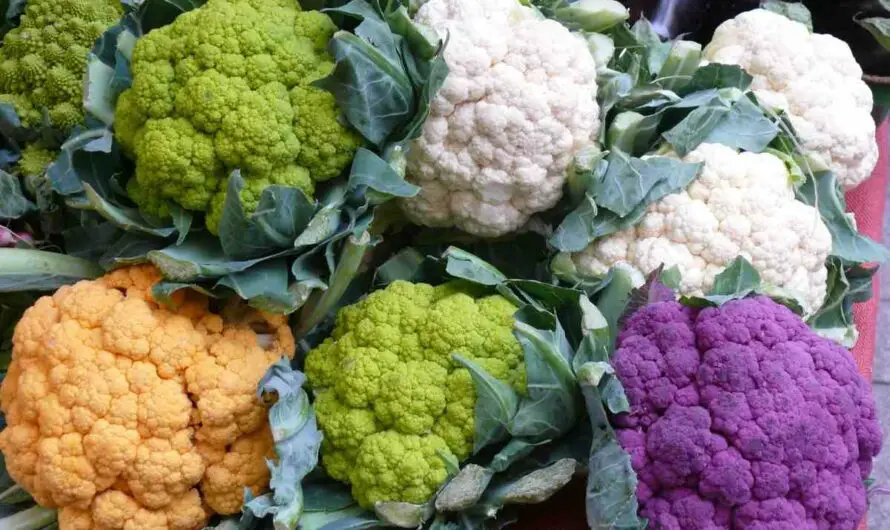 Cauliflower Farming: Cultivating a Wholesome Harvest
